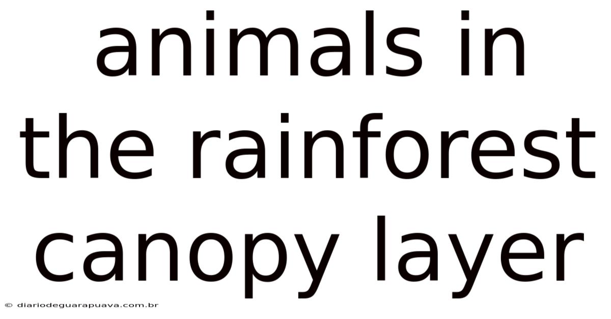 Animals In The Rainforest Canopy Layer