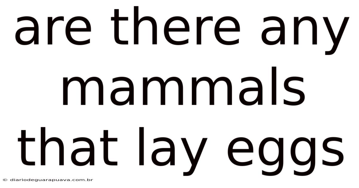 Are There Any Mammals That Lay Eggs