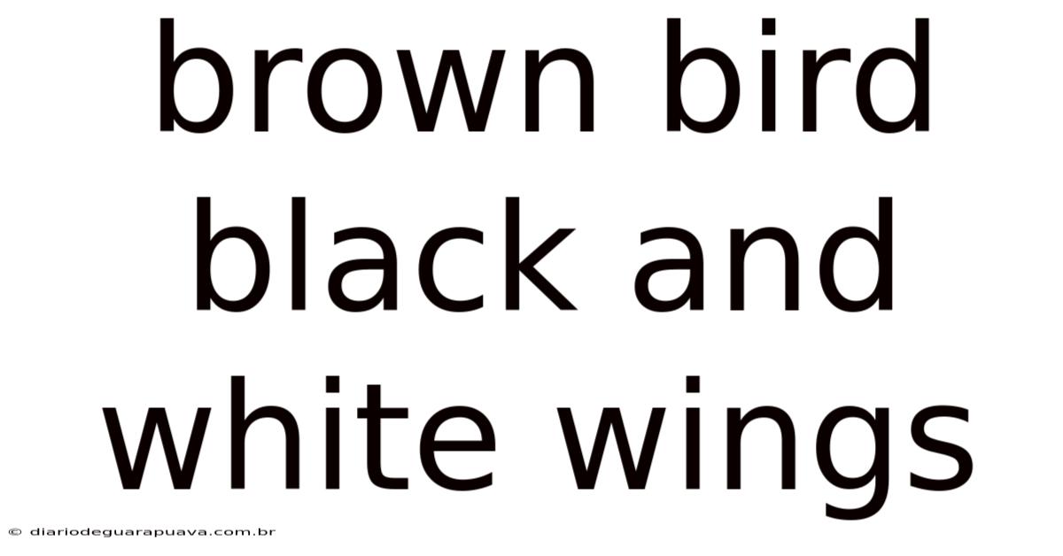 Brown Bird Black And White Wings