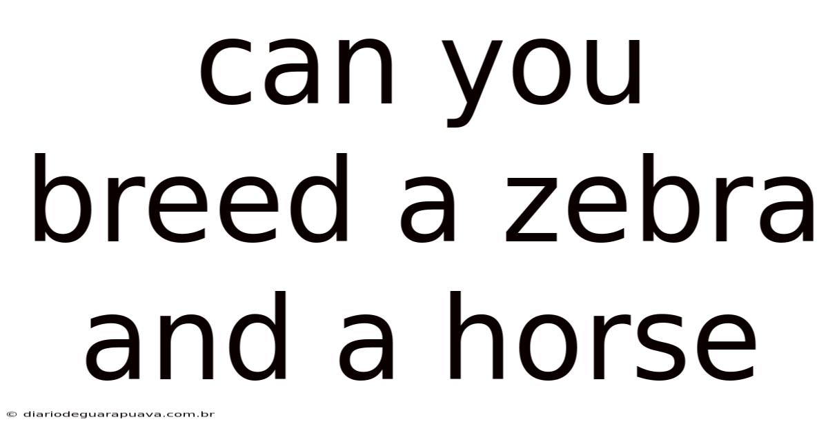 Can You Breed A Zebra And A Horse