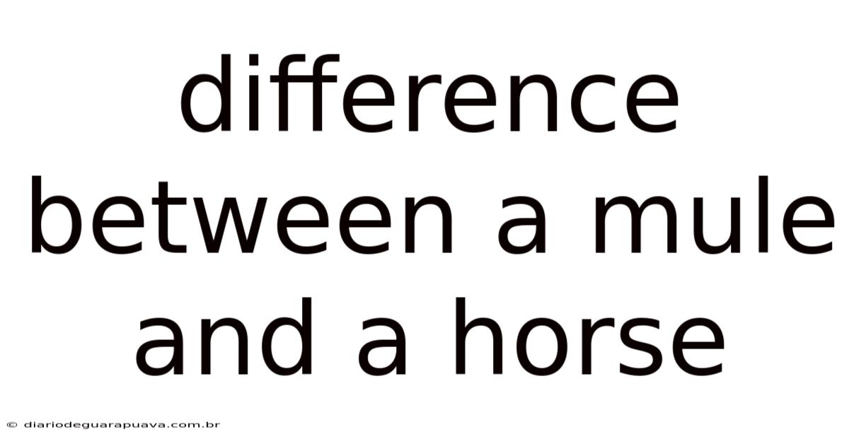 Difference Between A Mule And A Horse