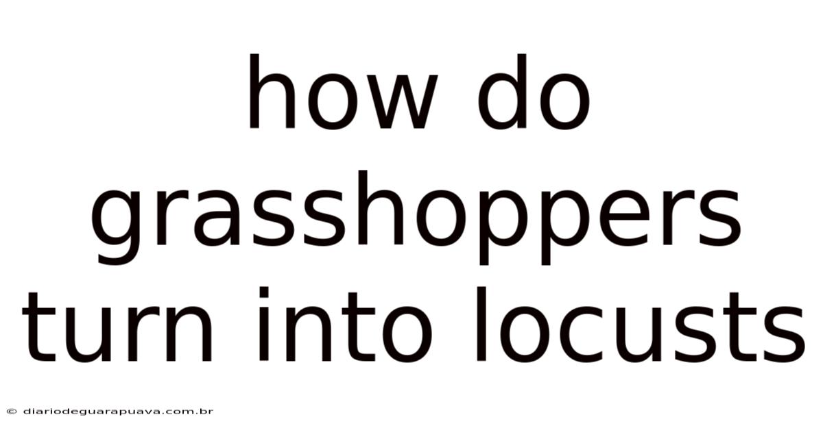 How Do Grasshoppers Turn Into Locusts