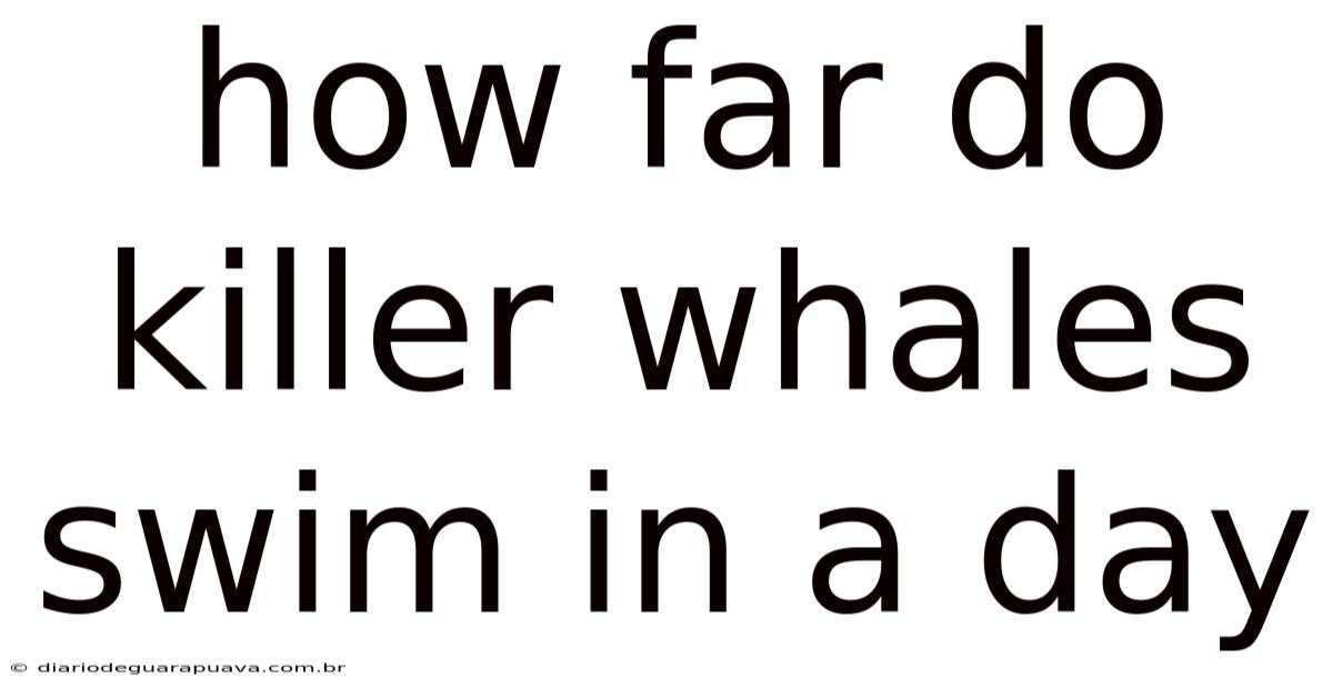 How Far Do Killer Whales Swim In A Day