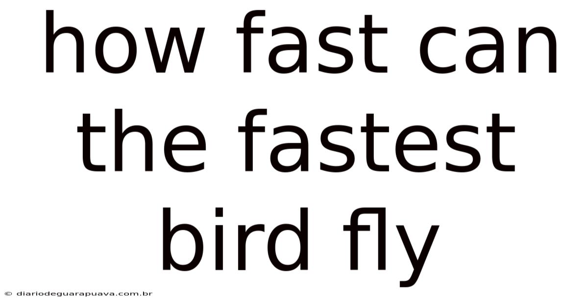 How Fast Can The Fastest Bird Fly
