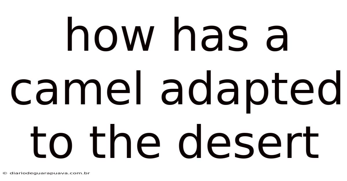 How Has A Camel Adapted To The Desert