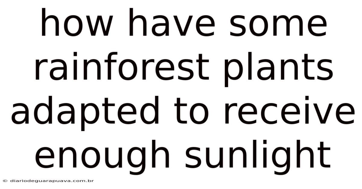 How Have Some Rainforest Plants Adapted To Receive Enough Sunlight