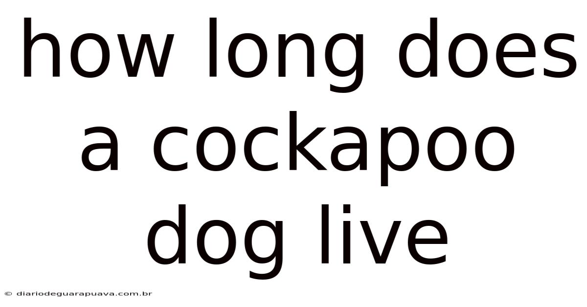 How Long Does A Cockapoo Dog Live