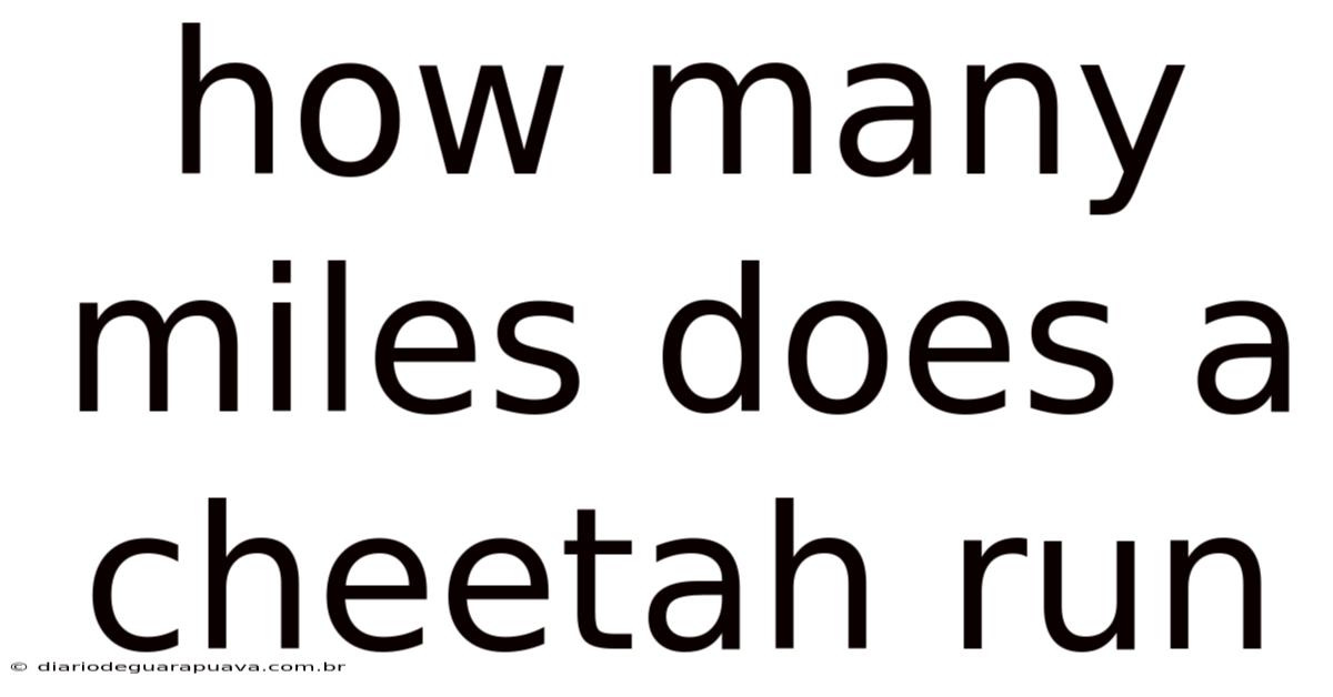 How Many Miles Does A Cheetah Run