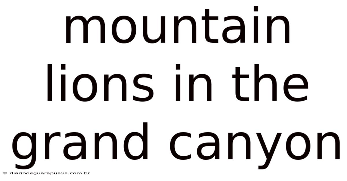 Mountain Lions In The Grand Canyon