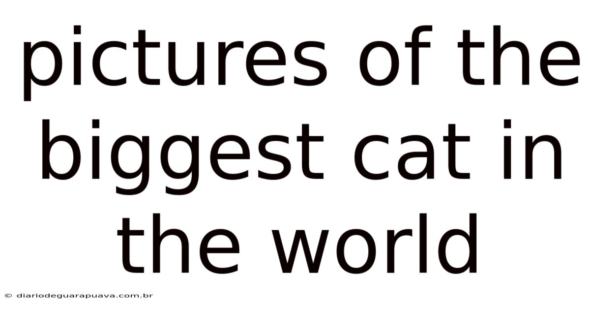Pictures Of The Biggest Cat In The World