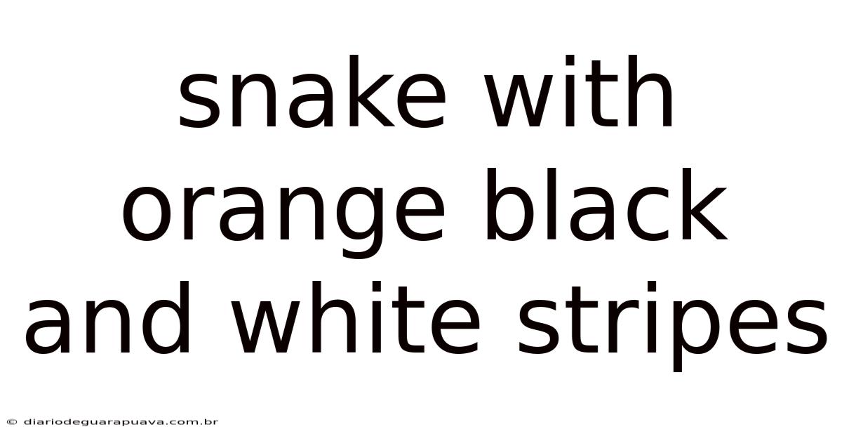 Snake With Orange Black And White Stripes