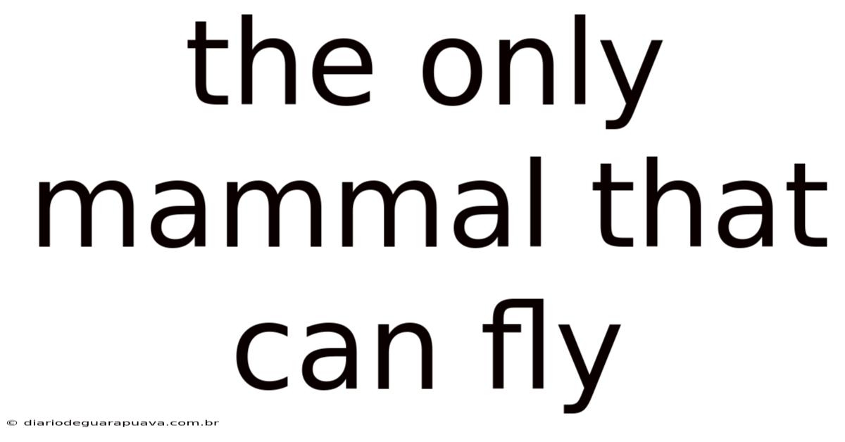 The Only Mammal That Can Fly