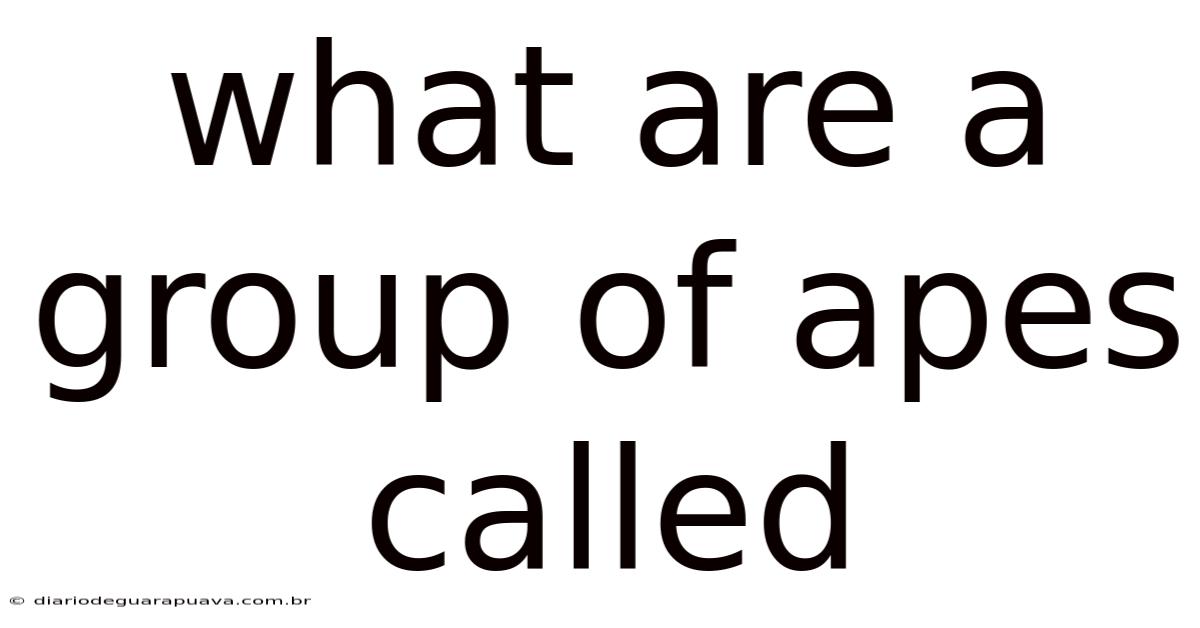 What Are A Group Of Apes Called