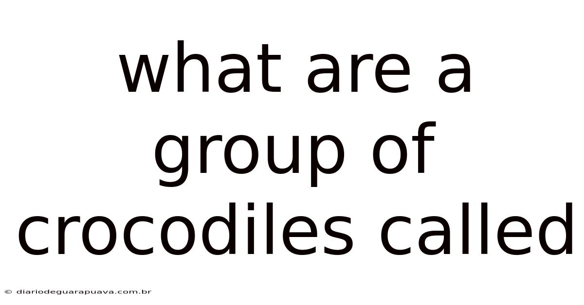 What Are A Group Of Crocodiles Called