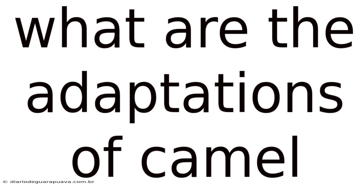 What Are The Adaptations Of Camel