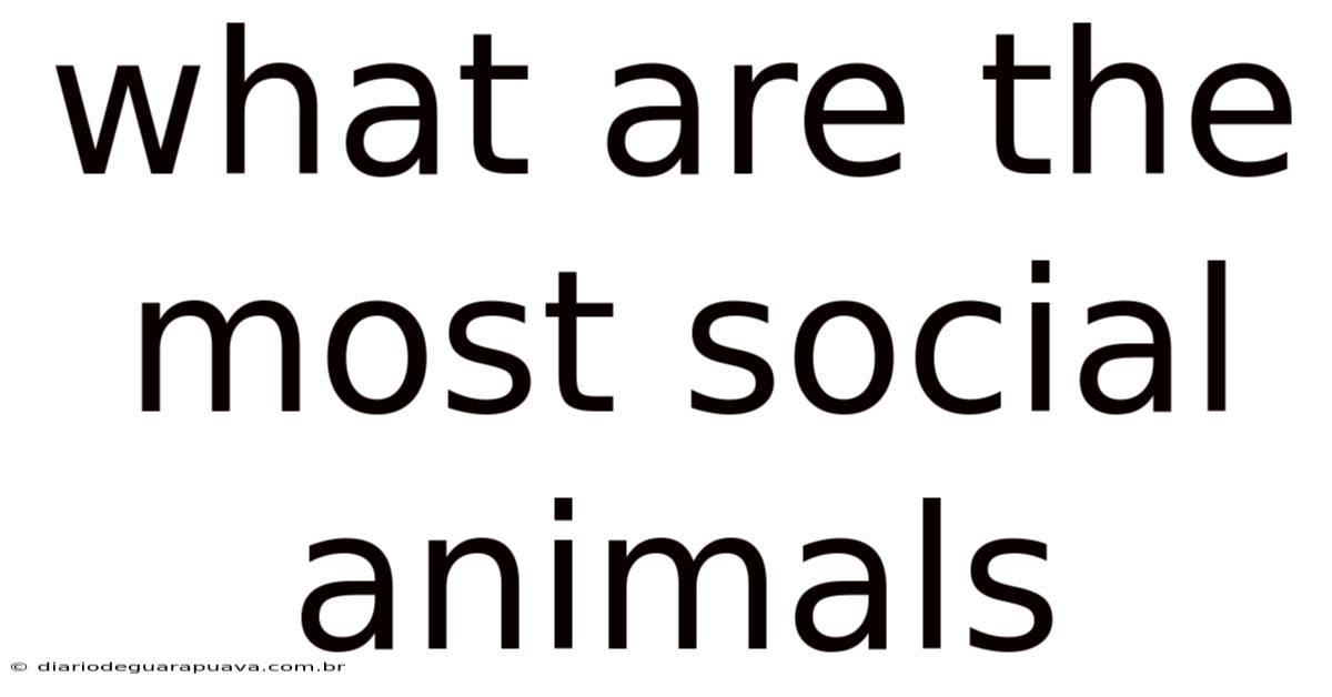 What Are The Most Social Animals