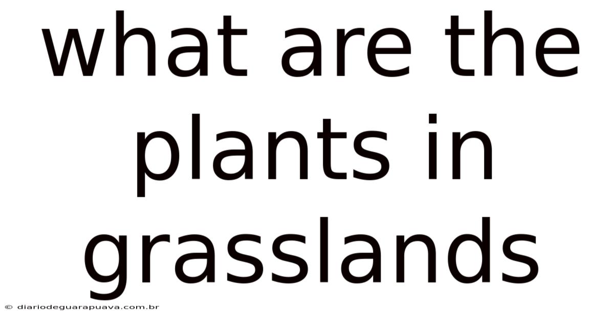 What Are The Plants In Grasslands