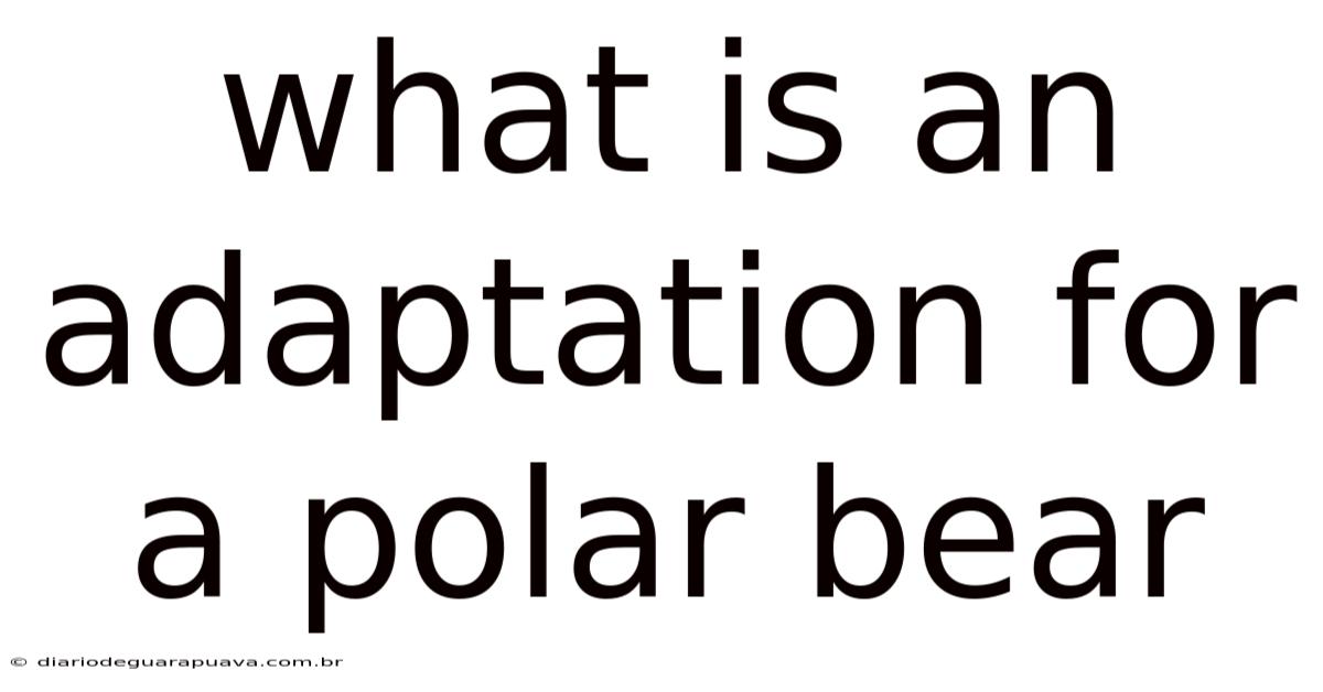 What Is An Adaptation For A Polar Bear
