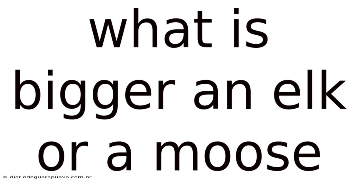 What Is Bigger An Elk Or A Moose