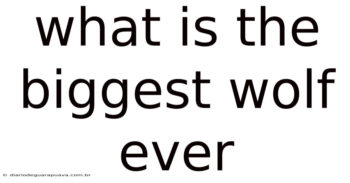 What Is The Biggest Wolf Ever
