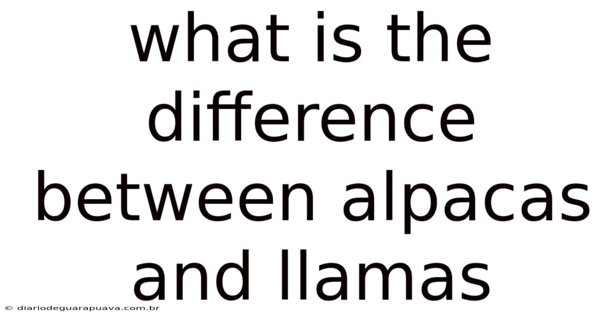 What Is The Difference Between Alpacas And Llamas