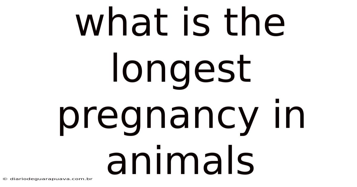 What Is The Longest Pregnancy In Animals
