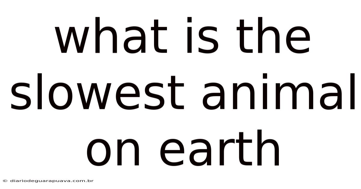 What Is The Slowest Animal On Earth