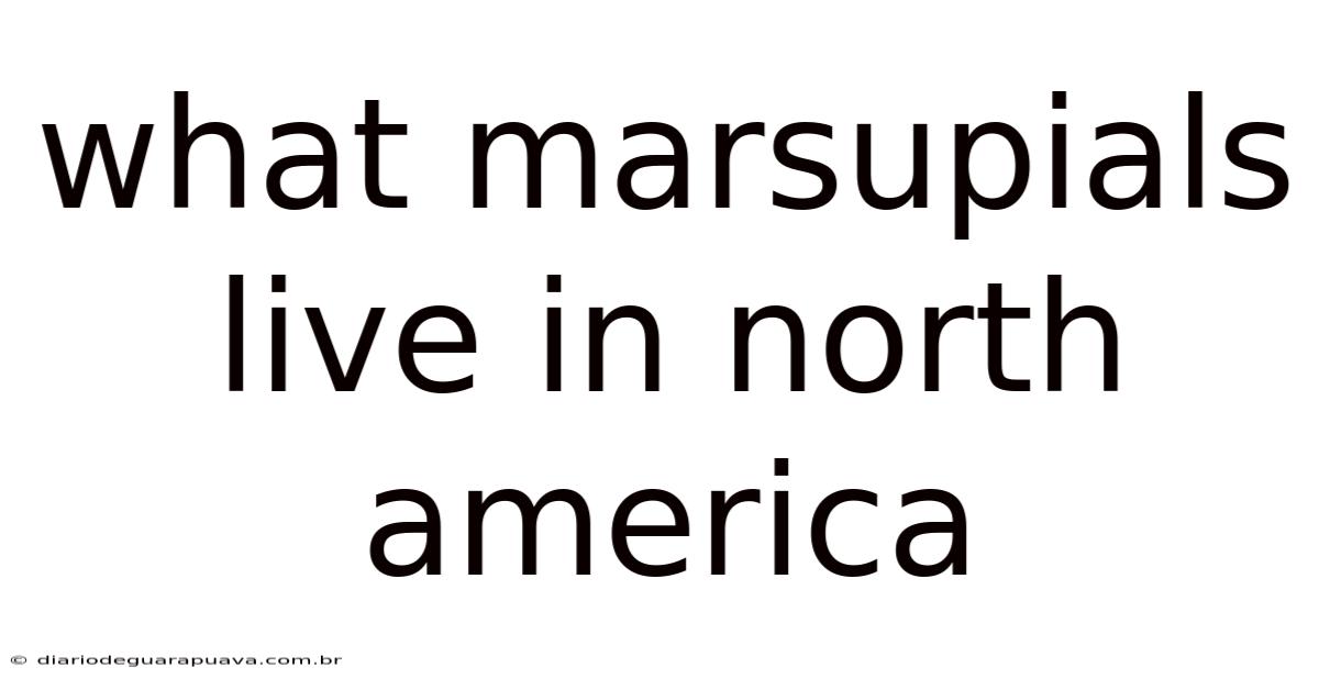 What Marsupials Live In North America