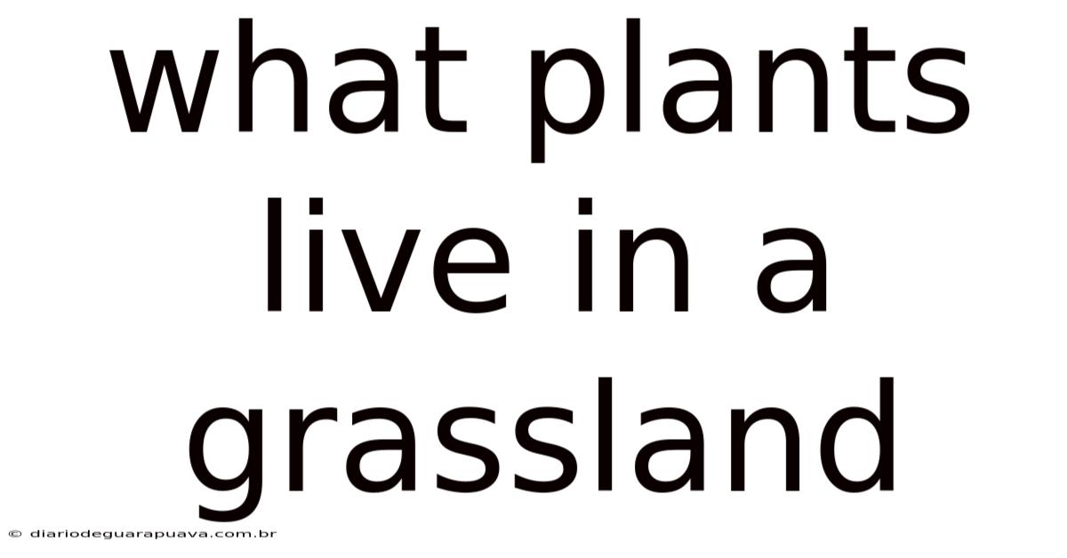 What Plants Live In A Grassland