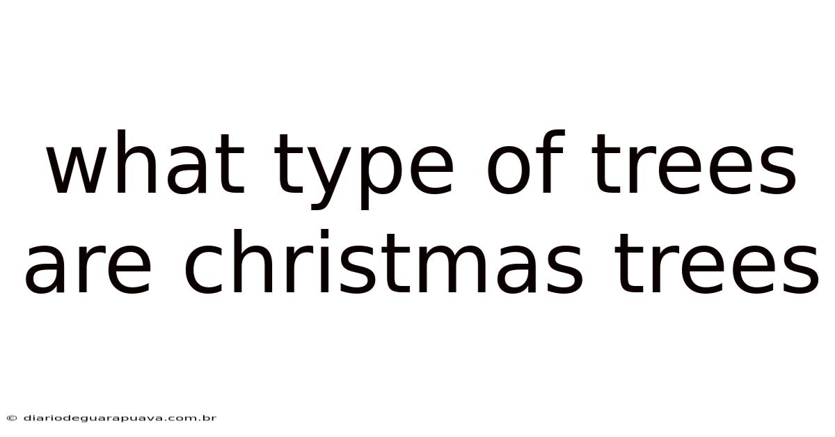 What Type Of Trees Are Christmas Trees