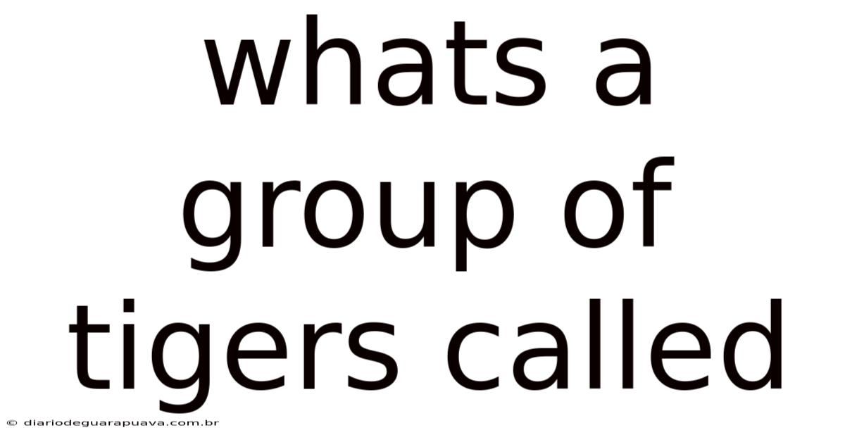 Whats A Group Of Tigers Called