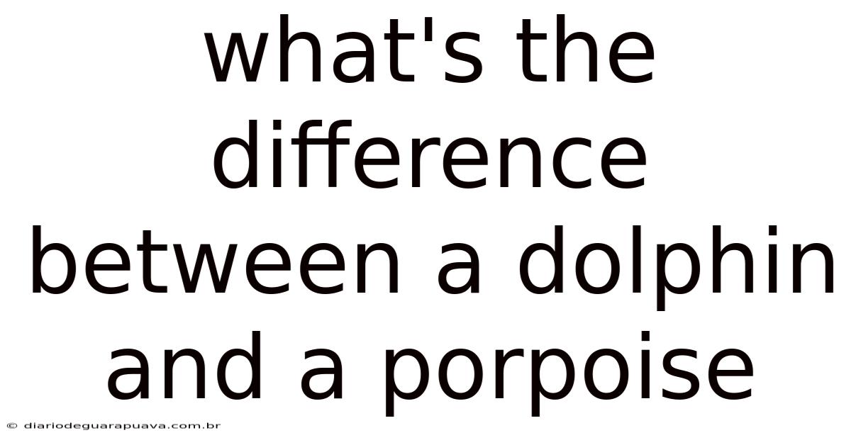 What's The Difference Between A Dolphin And A Porpoise