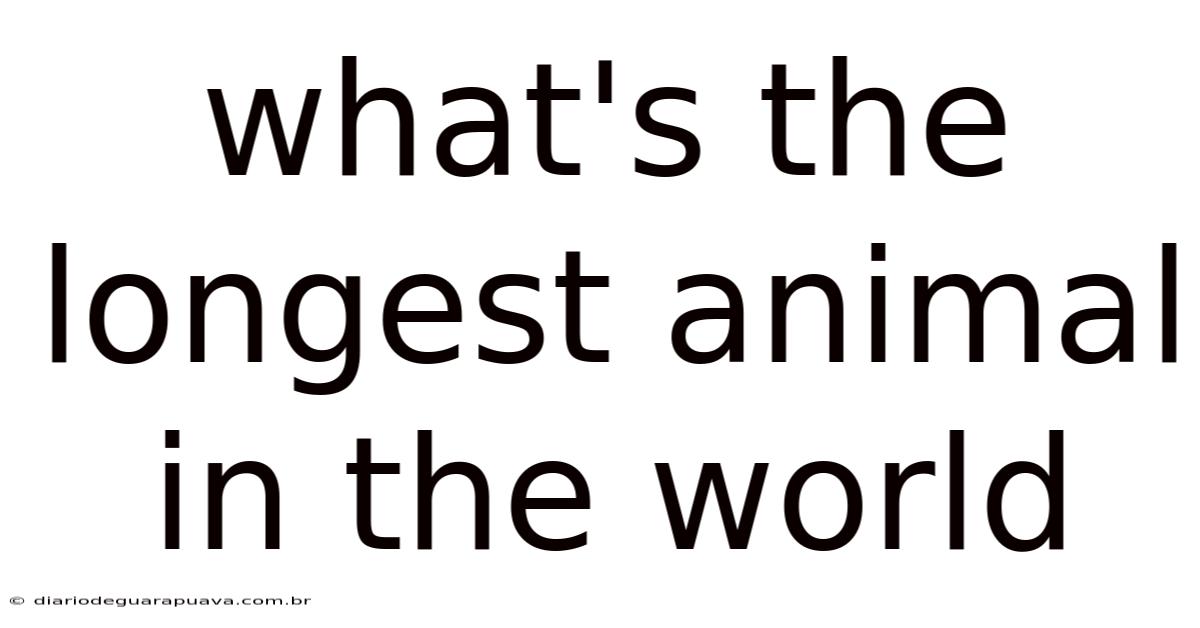 What's The Longest Animal In The World