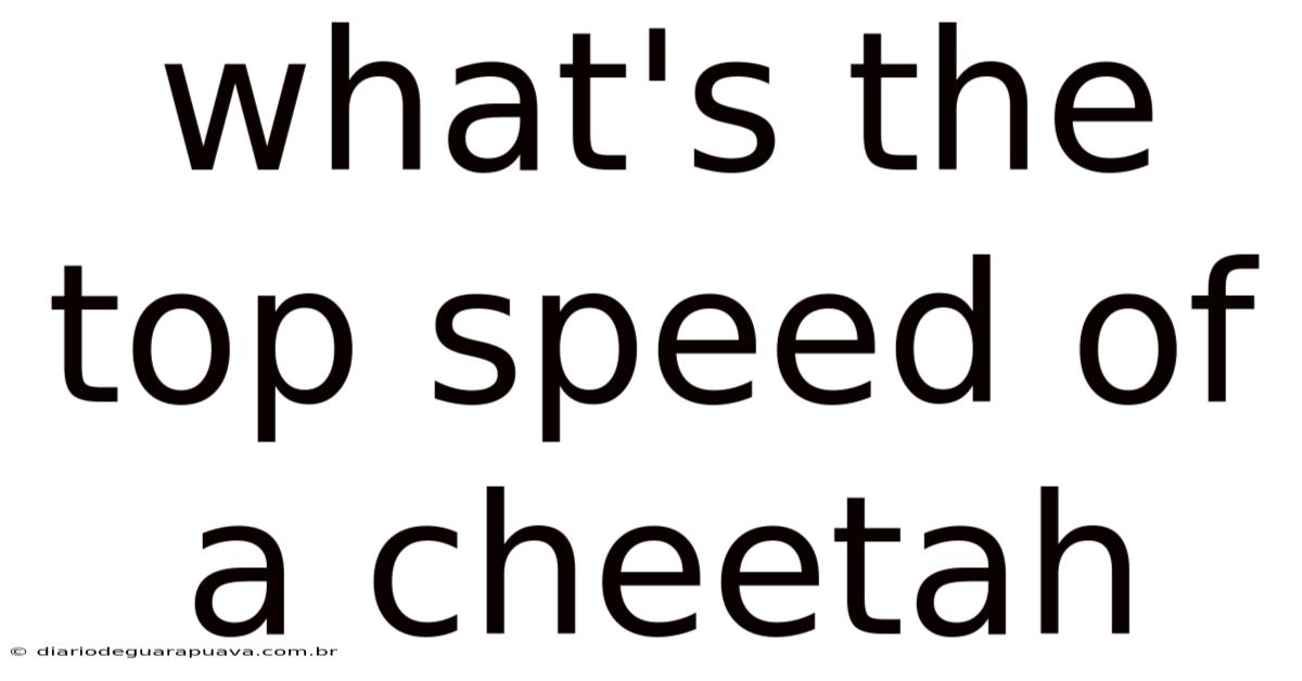 What's The Top Speed Of A Cheetah