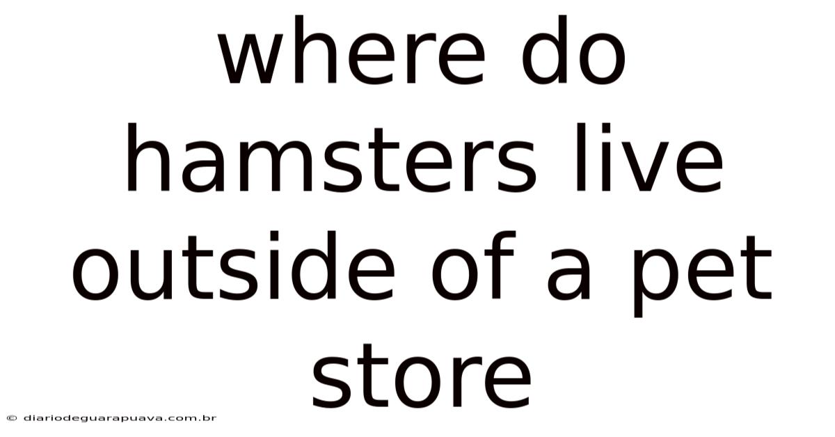 Where Do Hamsters Live Outside Of A Pet Store