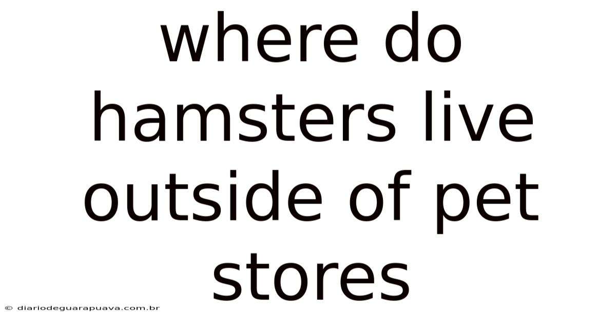Where Do Hamsters Live Outside Of Pet Stores