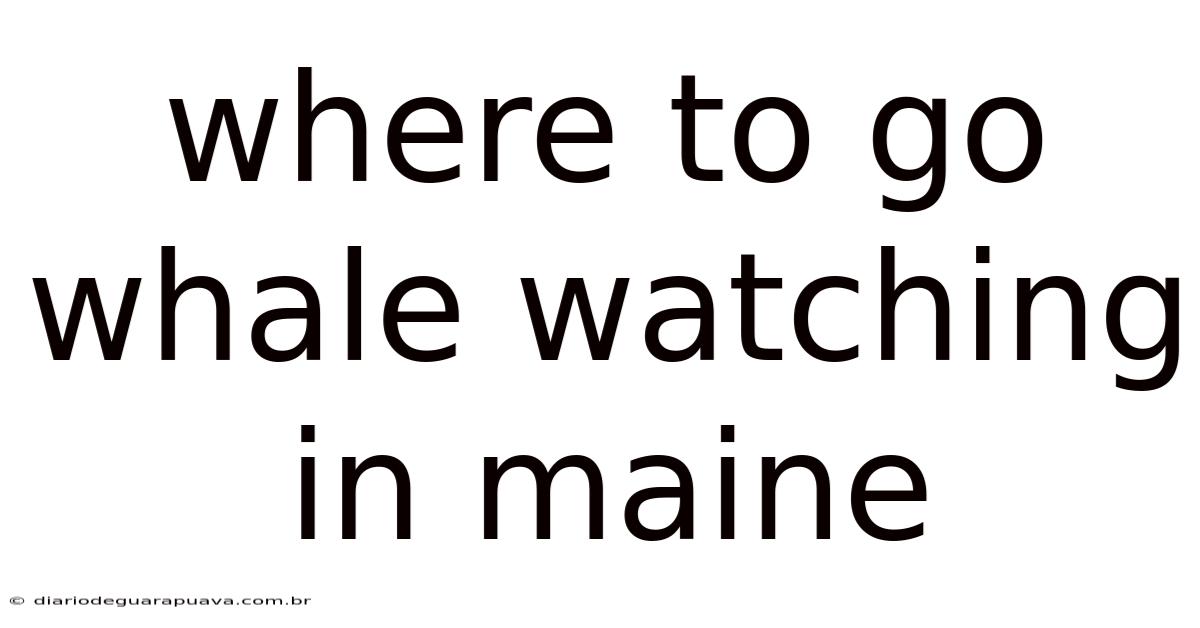 Where To Go Whale Watching In Maine