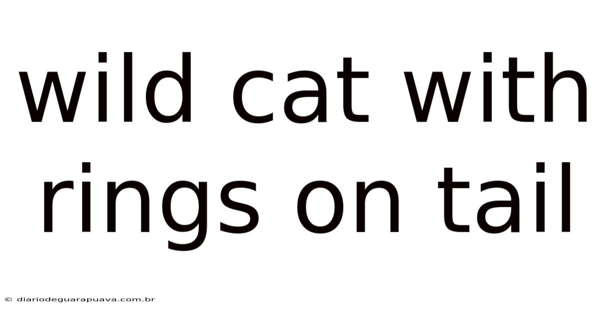 Wild Cat With Rings On Tail