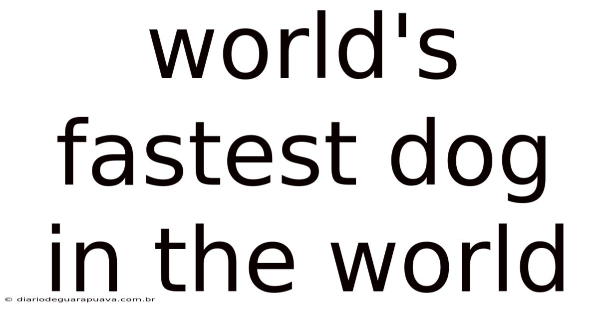 World's Fastest Dog In The World